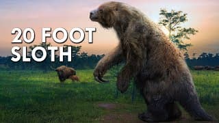When Sloths Were 20 Feet Tall