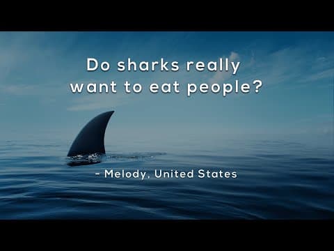 Do sharks really want to eat people