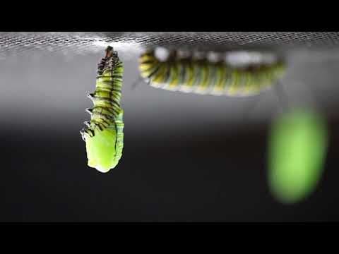 Butterfly Transformation. Part 1- Caterpillar to Chrysalis