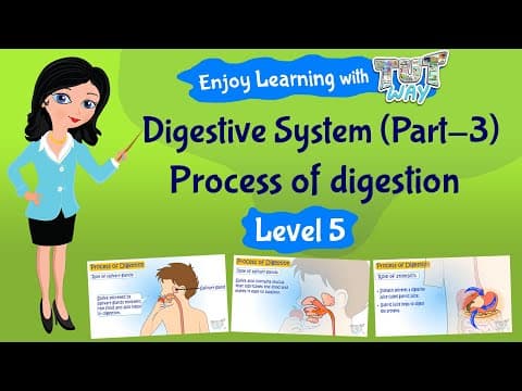 Digestive System (Part-3) | Process of digestion | Journey of Food | Science