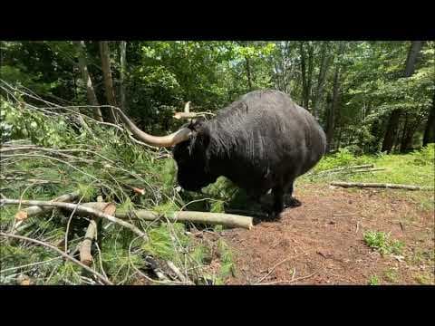 Why do we need biodiversity