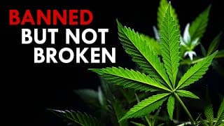 Cannabis Sativa |The Forbidden Flower