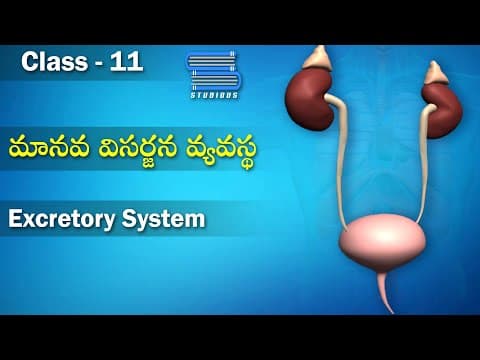 మానవ విసర్జన వ్యవస్థ - Human Excretory System and its functions | Human Anatomy