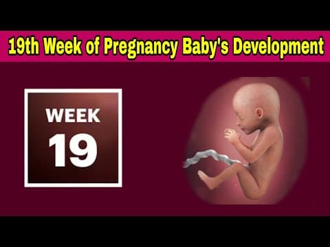 19th Week of Pregnancy Symptoms, Changes & Baby Development | 19th Week of Pregnancy in telugu