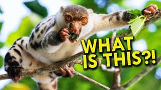 Cuscus| The Weirdest Animal You've Never Heard Of