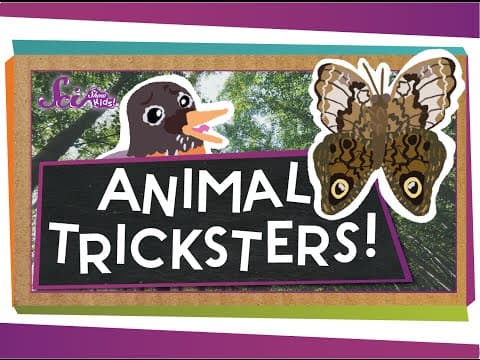 Animal Tricksters!