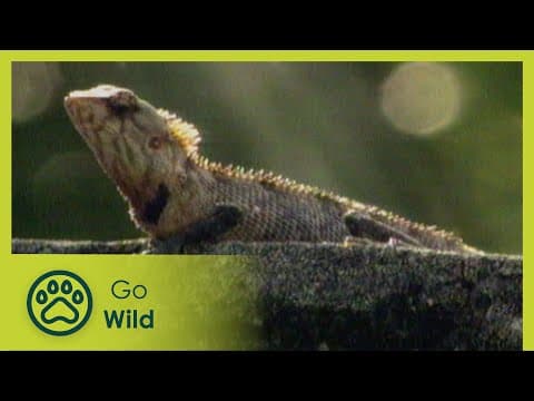 Island rhythms - tropical islands - animal antics