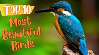 Top Ten Most Beautiful Birds in the World