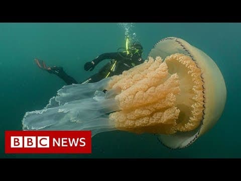 A human-sized barrel jellyfish near Cornwall