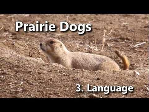 Prairie Dogs: America's Meerkats - 3. Language