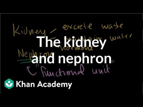 The kidney and nephron