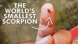 Can Scorpions Help Fight Cancer?