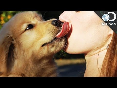 Should You Let A Dog Lick Your Face?