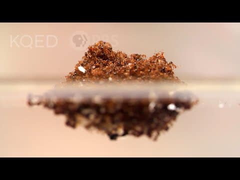 Fire ants survive floods by becoming a raft that stings