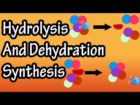 Dehydration Synthesis And Hydrolysis - What Is Anabolism - What Is Catabolism