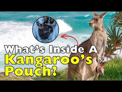 What’s REALLY Inside a Kangaroo’s Pouch?