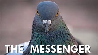 How Do Pigeons Find Their Way Back Home?