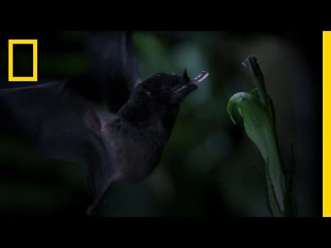 Tube-Lipped Nectar Bat | Untamed Americas - YouTube