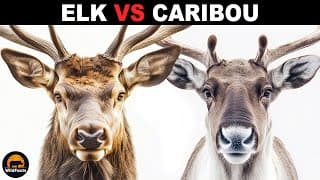 What Is The Difference Between Elk And Caribou