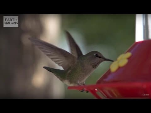 Hummingbirds In Slow Motion