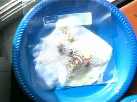 Experimenting with Seeds