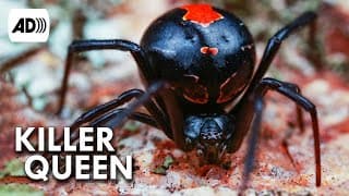 Black Widow | Described Video