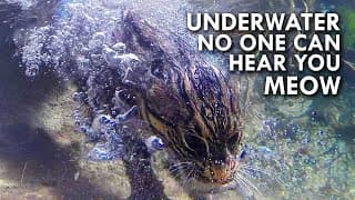 Fishing Cat| The Cat That Hunts Underwater