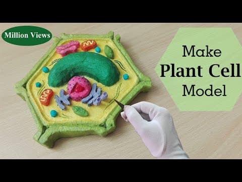 How to make plant cell model – BioMedical Art