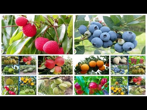 Learning About Fruits and Vegetables for Kids