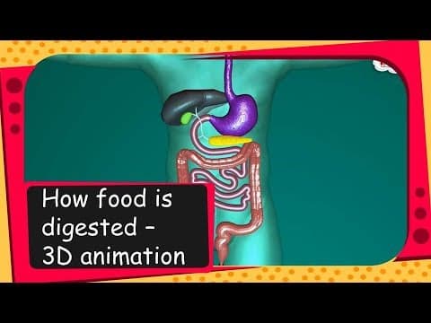Science - How food is digested - 3D animation - English