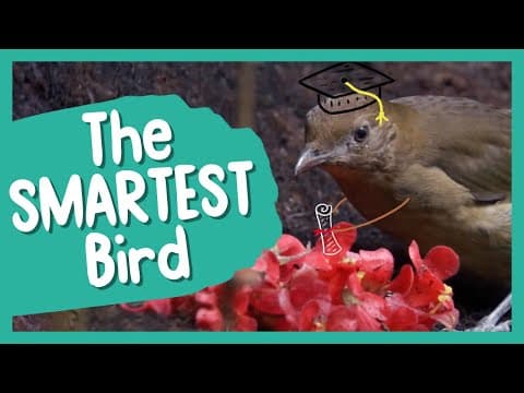 Which Is The Brainiest Bird