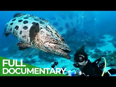 The underwater wonderland of australia-owner free documentary nature
