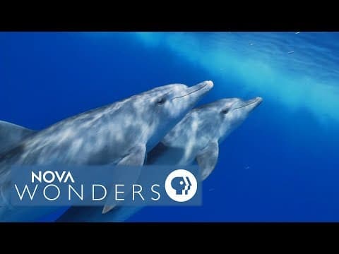 The Law All Languages Obey