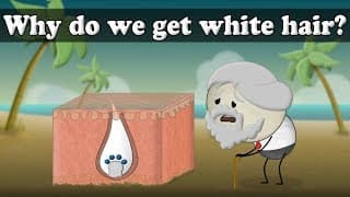Why do we get white hair? |  aumsum kids science education children