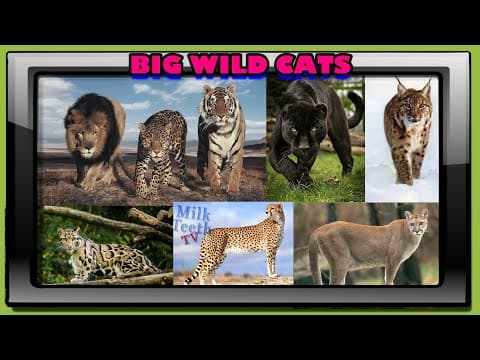 Big Wild Cats Pictures and Details | Important Cats Felidae Family | Carnivorous Cats of Jungle