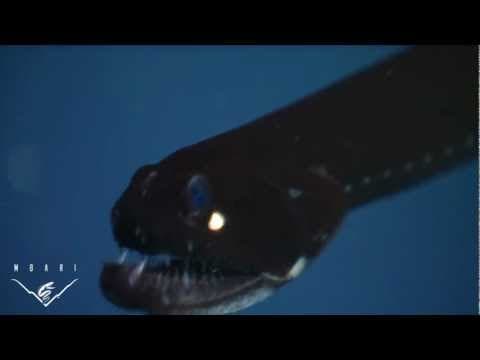 Eerie critters from the deep sea- BIG TEETH