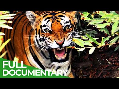 The big cats-race of life-episode 2-owner free documentary nature