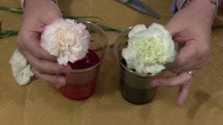 Color Changing Flowers Science