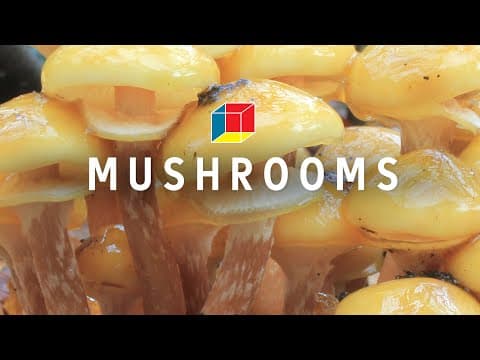 Mushrooms Might Save the World
