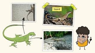 Pushing beyond the skin physical animal adaptations| MightyOwl Science