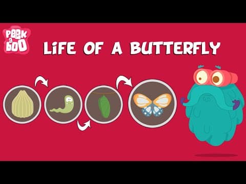 Life Of A Butterfly | The Dr. Binocs Show | Learn Videos For Kids - YouTube