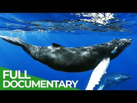 Animal's Super Senses - Underwater