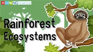 Rainforest Ecosystems