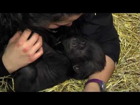 Gorillafication Week 4 Baby Gorilla Gladys - Cincinnati Zoo