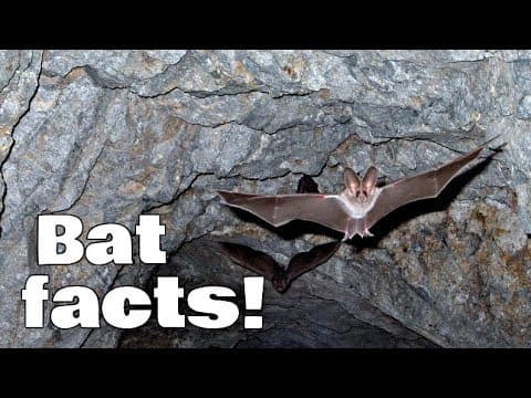 Bat facts for kids