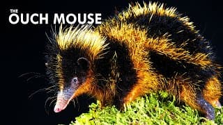 You Don't Want To Touch a Tenrec