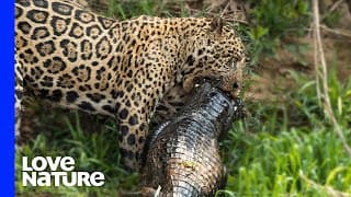 Top Three Shocking Animal Predation Moments
