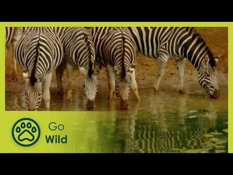 Water - source of life - animal antics - nature's greatest moments