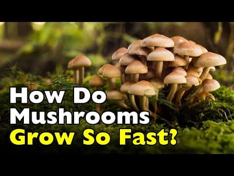 How Do Mushrooms Grow Overnight