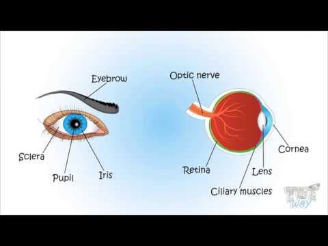 Working of Eyes | Science